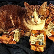 Peta joined the competition — help win amazing prizes! cat, orange_tabby, coffee_bags, starbucks, caramel, pet, animal, feline, resting, indoor, fabric, black_cloth, closeup, cute, domestic_cat, fur, whiskers, eyes, portrait, relaxing