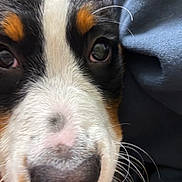 Magnolia joined the competition — help win amazing prizes! black_fur, blanket, brown_fur, canine, close_up, cute, dog, eye, face, fur_texture, indoor, macro, nose, pet, portrait, puppy, snout, tricolor, whiskers, white_fur