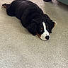 bernese_mountain_dog, black_fur, brown_markings, carpet, couch_leg, cute, dog, ears, eyes, floor, home, indoor, lying_down, nose, paws, pet, portrait, puppy, relaxed, white_markings