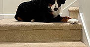 Magnolia joined the competition — help win amazing prizes! animal, bernese_mountain_dog, black_coat, brown_markings, carpet, companion, dog, fur, home_interior, indoor, laying, looking_at_camera, paw, pet, portrait, relaxed, staircase, stairs, wall, white_markings