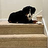 animal, bernese_mountain_dog, black_coat, brown_markings, carpet, companion, dog, fur, home_interior, indoor, laying, looking_at_camera, paw, pet, portrait, relaxed, staircase, stairs, wall, white_markings