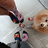 dog, fluffy_dog, socks, mismatched_socks, floor, tile_floor, paws, cute, pet, indoor, people, legs, feet, cozy, playful, curious, animal, footwear, patterned_socks, household
