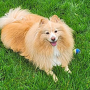 Sako a rejoint le concours — aidez-le/la à gagner de superbes lots ! dog, fluffy, grass, outdoor, pet, canine, smiling, happy, ball, nature, animal, playful, tongue, fur, greenery, summer, resting, adorable, cute, friendly