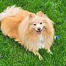 dog, fluffy, grass, outdoor, pet, canine, smiling, happy, ball, nature, animal, playful, tongue, fur, greenery, summer, resting, adorable, cute, friendly
