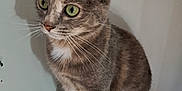 Vodka participe au concours pour gagner de l'argent avec cette photo : animal, calm, cat, closeup, curious, cute, domestic_cat, ears, feline, fur, green_eyes, indoor, pet, portrait, shadow, sitting, tabby, tail, whiskers, white_wall