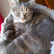 Vodka participe au concours pour gagner de l'argent avec cette photo : animal, cat, cat_bed, close_up, cozy, cute, domestic_cat, feline, fur, gray_cat, indoor, nap, peaceful, pet, relaxed, resting, sleeping, soft, tabby, whiskers