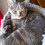 animal, cat, cat_bed, close_up, cozy, cute, domestic_cat, feline, fur, gray_cat, indoor, nap, peaceful, pet, relaxed, resting, sleeping, soft, tabby, whiskers
