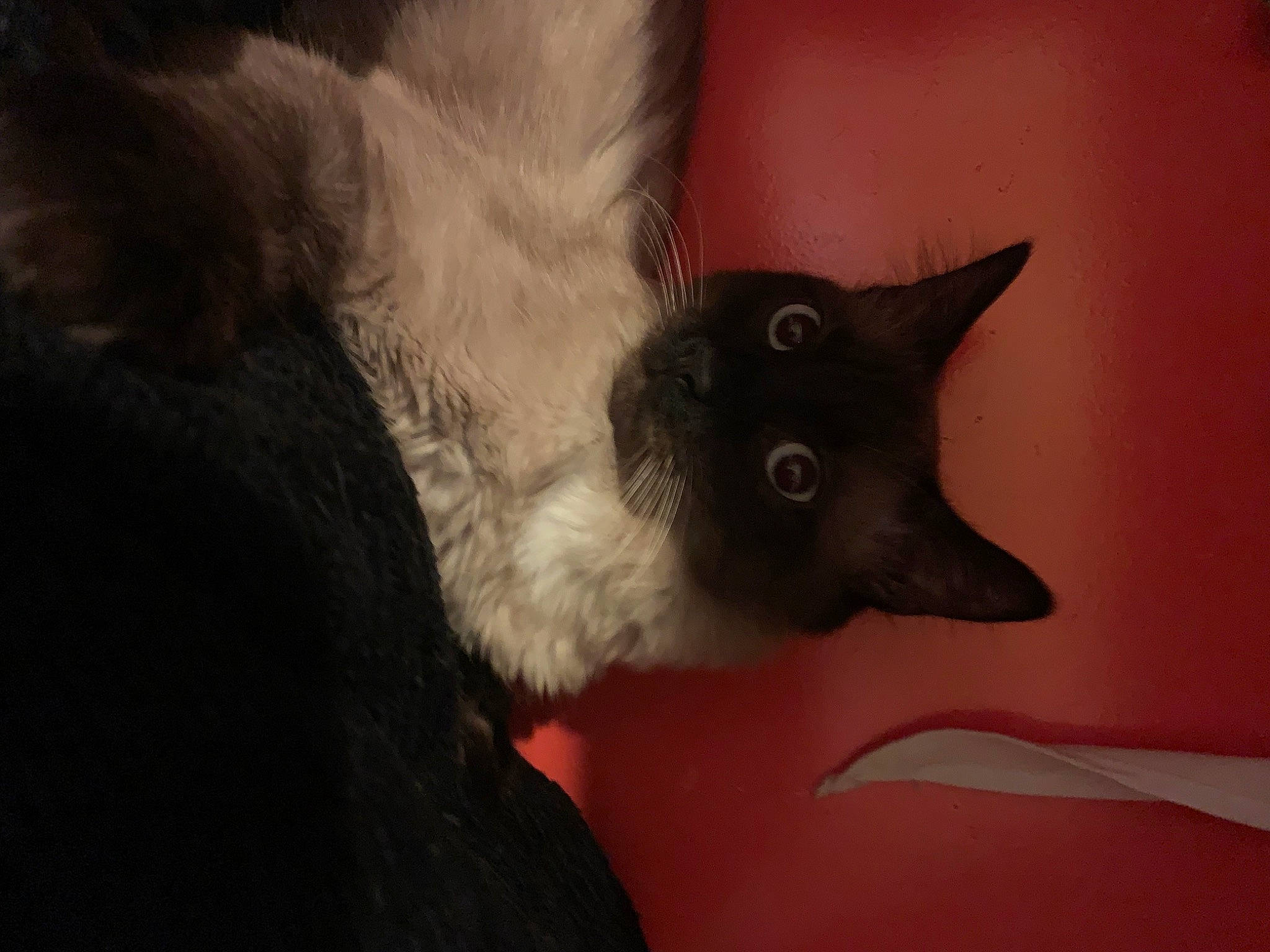 Sushi participe au concours pour gagner de l'argent avec cette photo : balinese, black_cat, carmine, carnivore, cat, claw, comfort, domestic_short_haired_cat, ear, felidae, fur, paw, siamese, small_to_medium_sized_cats, tail, thai, whiskers