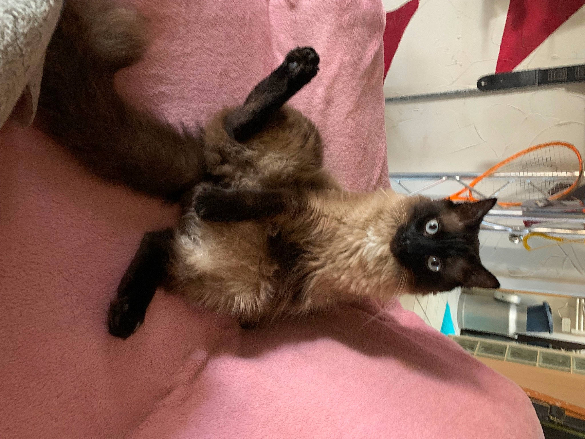 Sushi a rejoint le concours — aidez-le/la à gagner de superbes lots ! canidae, carnivore, cat, claw, comfort, dog_breed, domestic_short_haired_cat, fawn, felidae, foot, fur, liver, paw, siamese, small_to_medium_sized_cats, snout, tail, thai, whiskers, window