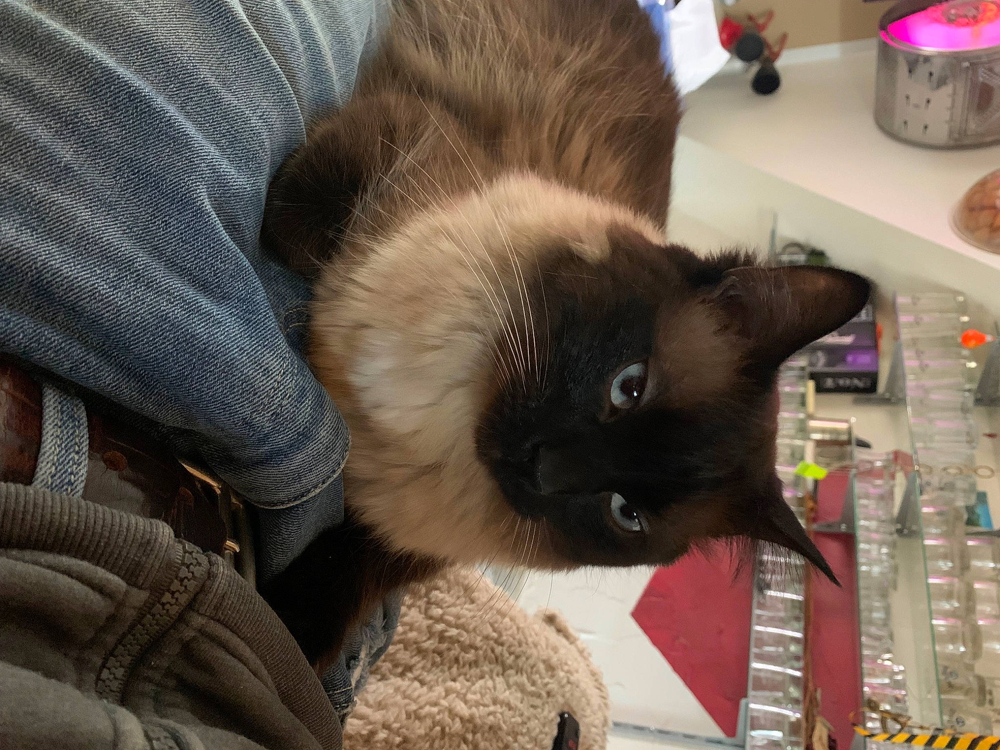 Sushi a rejoint le concours — aidez-le/la à gagner de superbes lots ! black_cat, bombay, carnivore, cat, cat_supply, claw, comfort, domestic_short_haired_cat, fawn, felidae, fur, kettle, kitchen_appliance, siamese, small_to_medium_sized_cats, tail, thai, whiskers