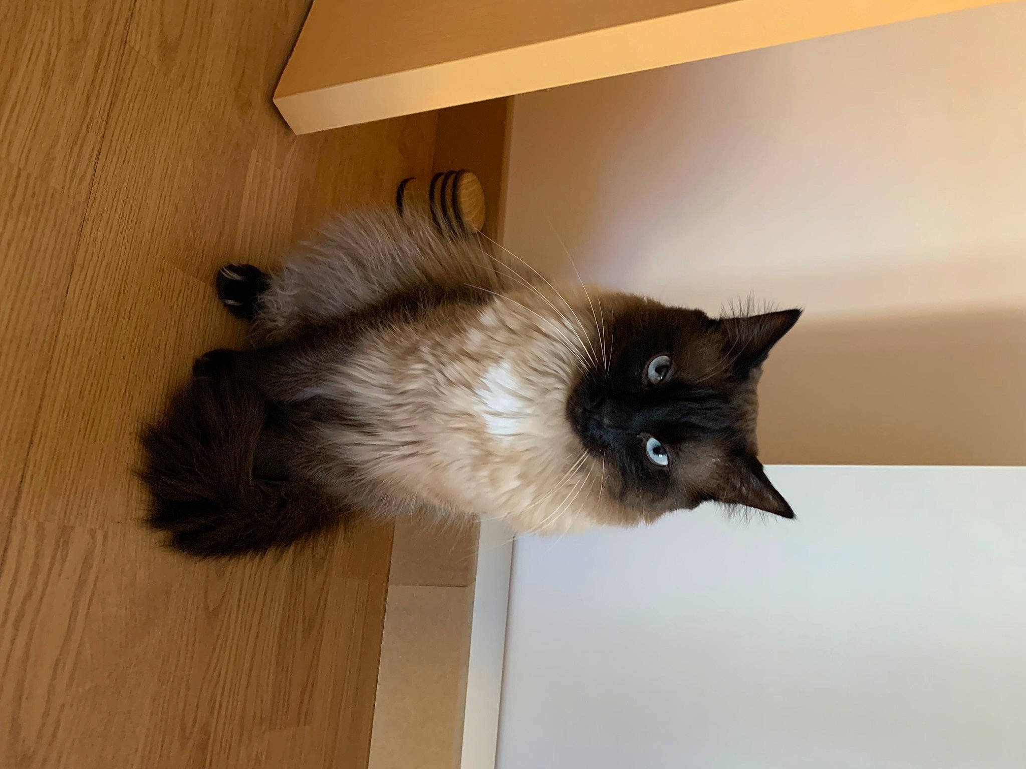 Sushi participe au concours pour gagner de l'argent avec cette photo : balinese, birman, carnivore, cat, domestic_short_haired_cat, fawn, felidae, flooring, fur, hardwood, plant, siamese, small_to_medium_sized_cats, snout, tail, thai, whiskers, wood