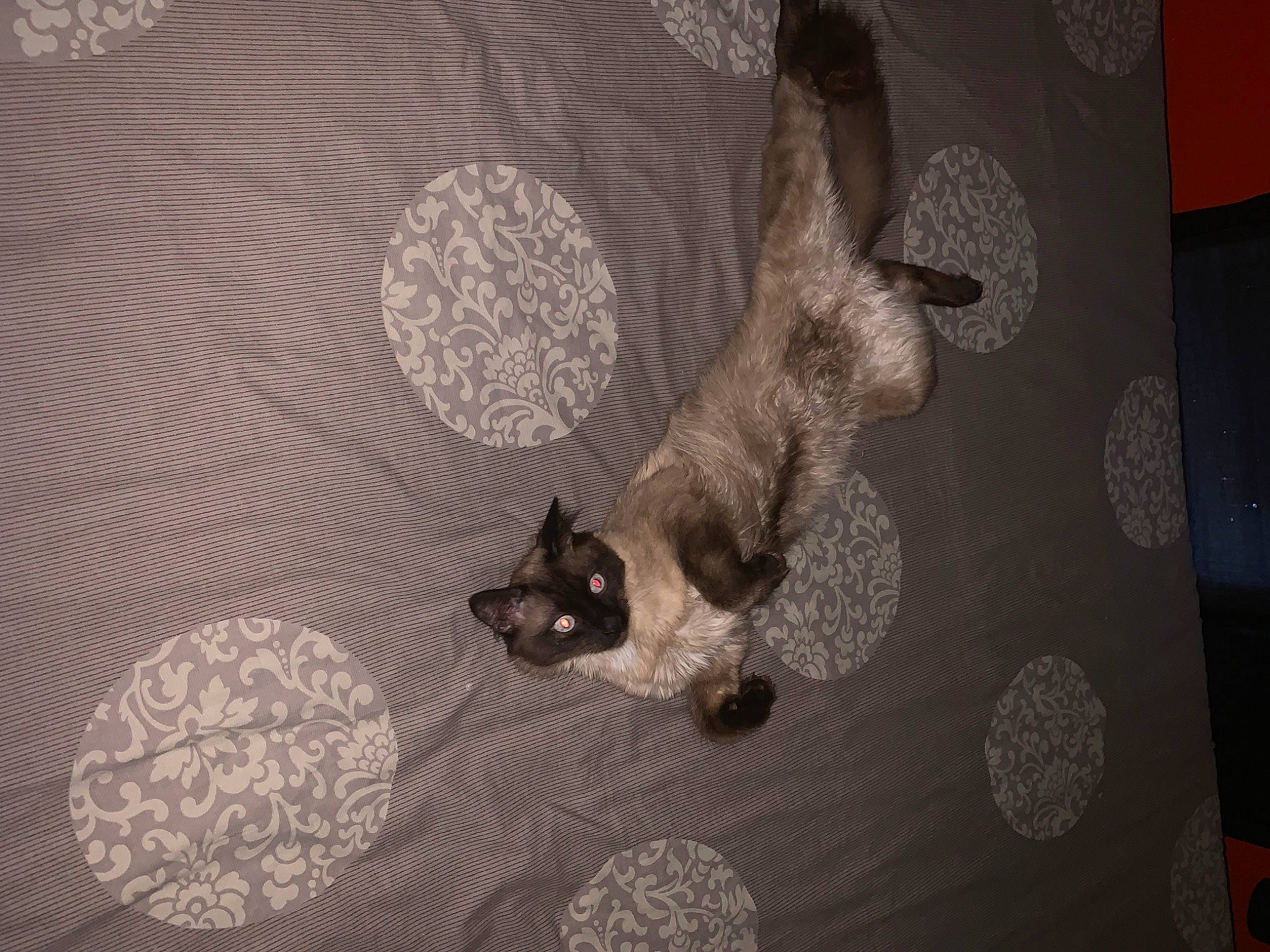 Sushi a rejoint le concours — aidez-le/la à gagner de superbes lots ! brown, canidae, carnivore, cat, comfort, domestic_short_haired_cat, fawn, felidae, floor, flooring, fur, grey, hardwood, linens, pattern, room, small_to_medium_sized_cats, tail, whiskers, wood