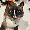 cat, siamese_cat, blue_eyes, whiskers, close_up, curious, indoor, pet, animal, face, fur, black_and_white, brown, collar, table, kitchen, domestic, feline, looking_up