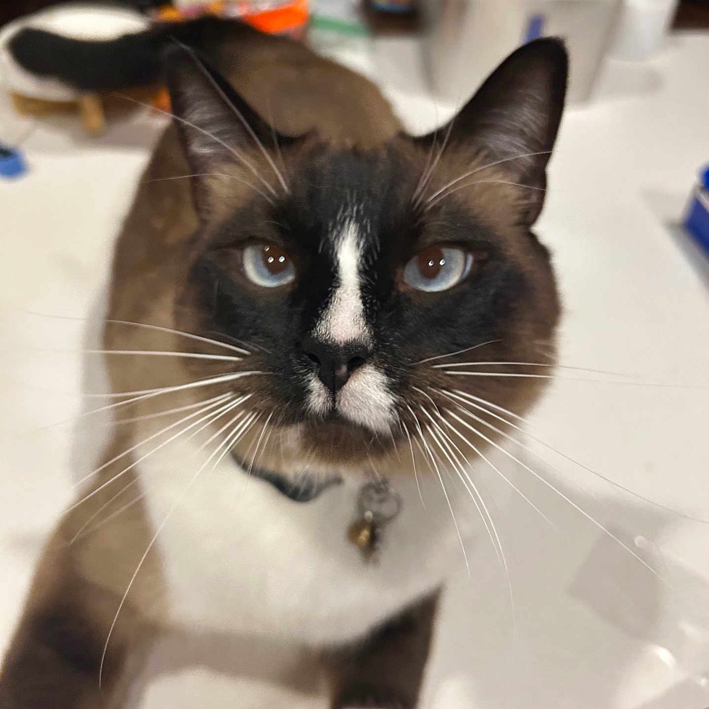 Prince