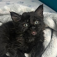 Ogre joined the competition — help win amazing prizes! kitten, cat, black_cat, pet, animal, furry, cute, soft, blanket, indoor, resting, young, fur, whiskers, ears, eyes, paw, cozy, curious, closeup