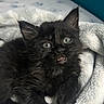 kitten, cat, black_cat, pet, animal, furry, cute, soft, blanket, indoor, resting, young, fur, whiskers, ears, eyes, paw, cozy, curious, closeup