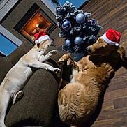 Max And Smoky joined the competition — help win amazing prizes! dog, santa_hat, christmas_tree, fireplace, holiday, festive, indoor, wood_floor, couch, relaxing, decorations, brown_dog, light, shadow, cozy, pet, celebration, winter, home, sleeping