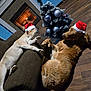 dog, santa_hat, christmas_tree, fireplace, holiday, festive, indoor, wood_floor, couch, relaxing, decorations, brown_dog, light, shadow, cozy, pet, celebration, winter, home, sleeping