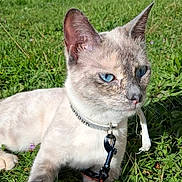 Yuna a rejoint le concours — aidez-le/la à gagner de superbes lots ! cat, blue_eyes, grass, collar, string, outdoor, pet, animal, feline, nature, sunlight, greenery, closeup, muzzle, ears, whiskers, resting, daylight, background, vehicle