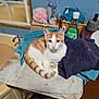 cat, towel, bathroom, table, marble, orange_and_white, feline, curious, folded_towels, sink, mirror, bath_pouf, plastic_bottle, mouthwash, basket, wooden_floor, blue_wall, household_items, pet, indoor