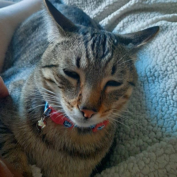 Jaxs is registered to the contest to win money with this photo: carnivore, cat, claw, close_up, domestic_short_haired_cat, ear, felidae, fur, grass, paw, small_to_medium_sized_cats, snout, terrestrial_animal, whiskers, wildlife, window