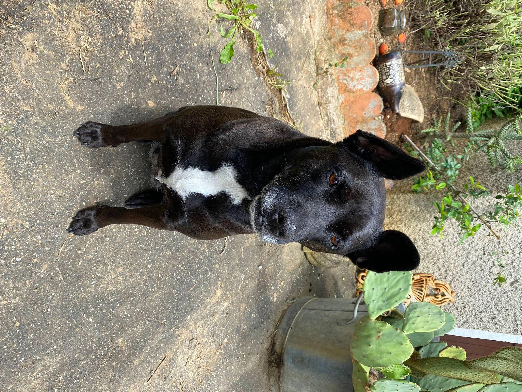 Laïka participe au concours pour gagner de l'argent avec cette photo : borador, canidae, carnivore, collar, companion_dog, dog, dog_breed, dog_supply, fawn, grass, hunting_dog, non_sporting_group, plant, street_dog, tail, terrestrial_animal, window, working_animal, working_dog