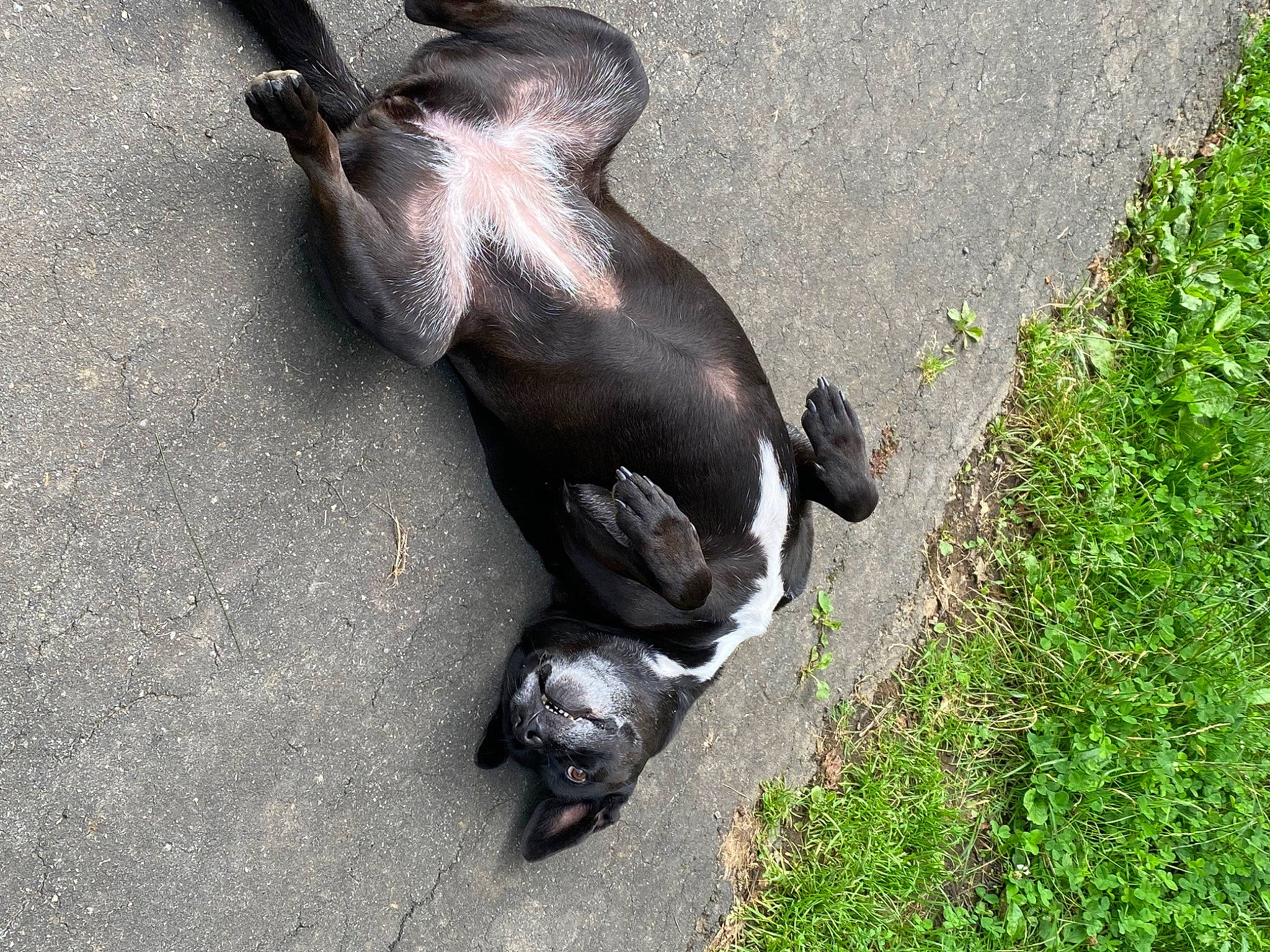 Laïka a rejoint le concours — aidez-le/la à gagner de superbes lots ! asphalt, canidae, carnivore, companion_dog, dog, dog_breed, fawn, fur, grass, groundcover, human_leg, liver, paw, plant, road_surface, snout, sporting_group, tail, terrestrial_animal, working_animal