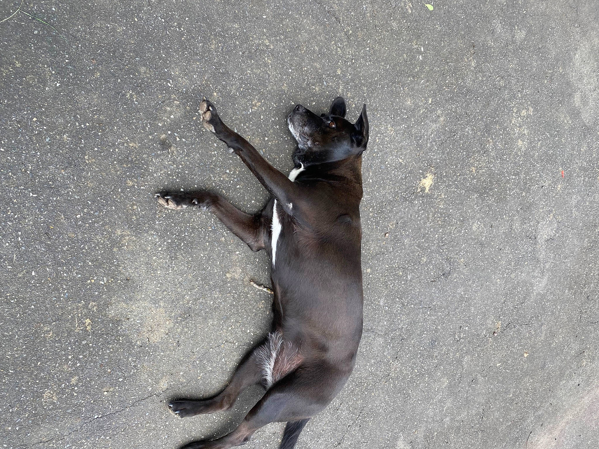 Laïka a rejoint le concours — aidez-le/la à gagner de superbes lots ! asphalt, carnivore, claw, concrete, dog_breed, felidae, foot, fur, grey, paw, road_surface, sand, shadow, snout, soil, tail, tar, terrestrial_animal, whiskers, wildlife