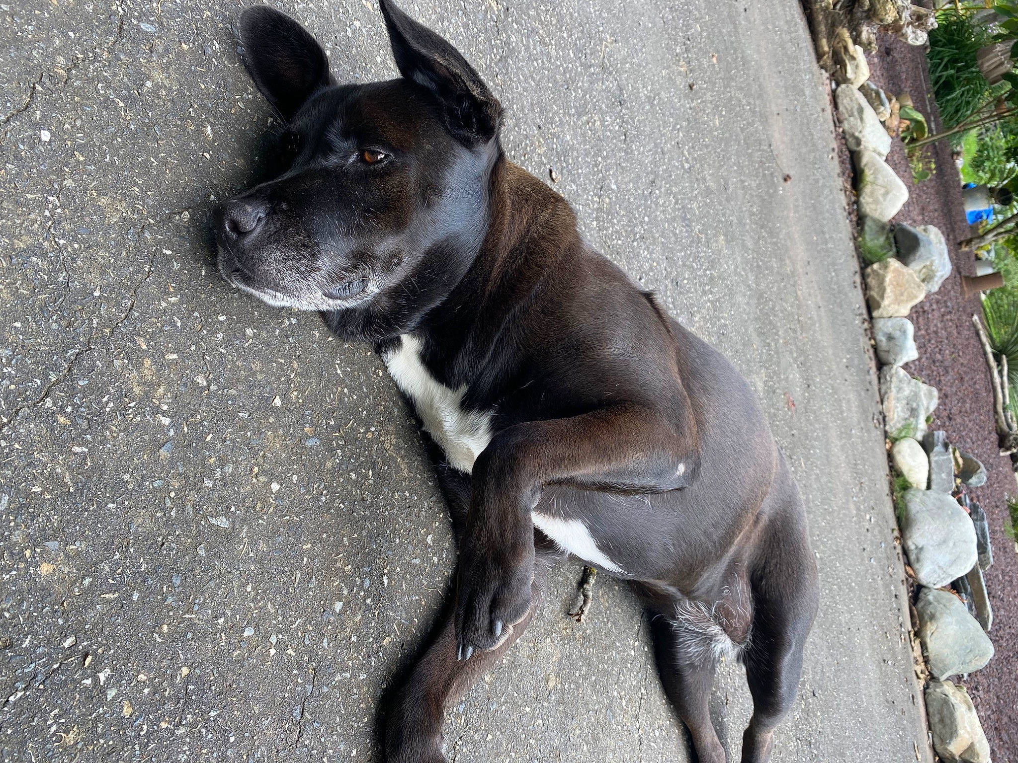 Laïka a rejoint le concours — aidez-le/la à gagner de superbes lots ! ancient_dog_breeds, canidae, carnivore, collar, companion_dog, dog, dog_breed, dog_collar, fawn, non_sporting_group, pet_supply, plant, road_surface, snout, sporting_group, tail, terrestrial_animal, whiskers, working_animal, working_dog