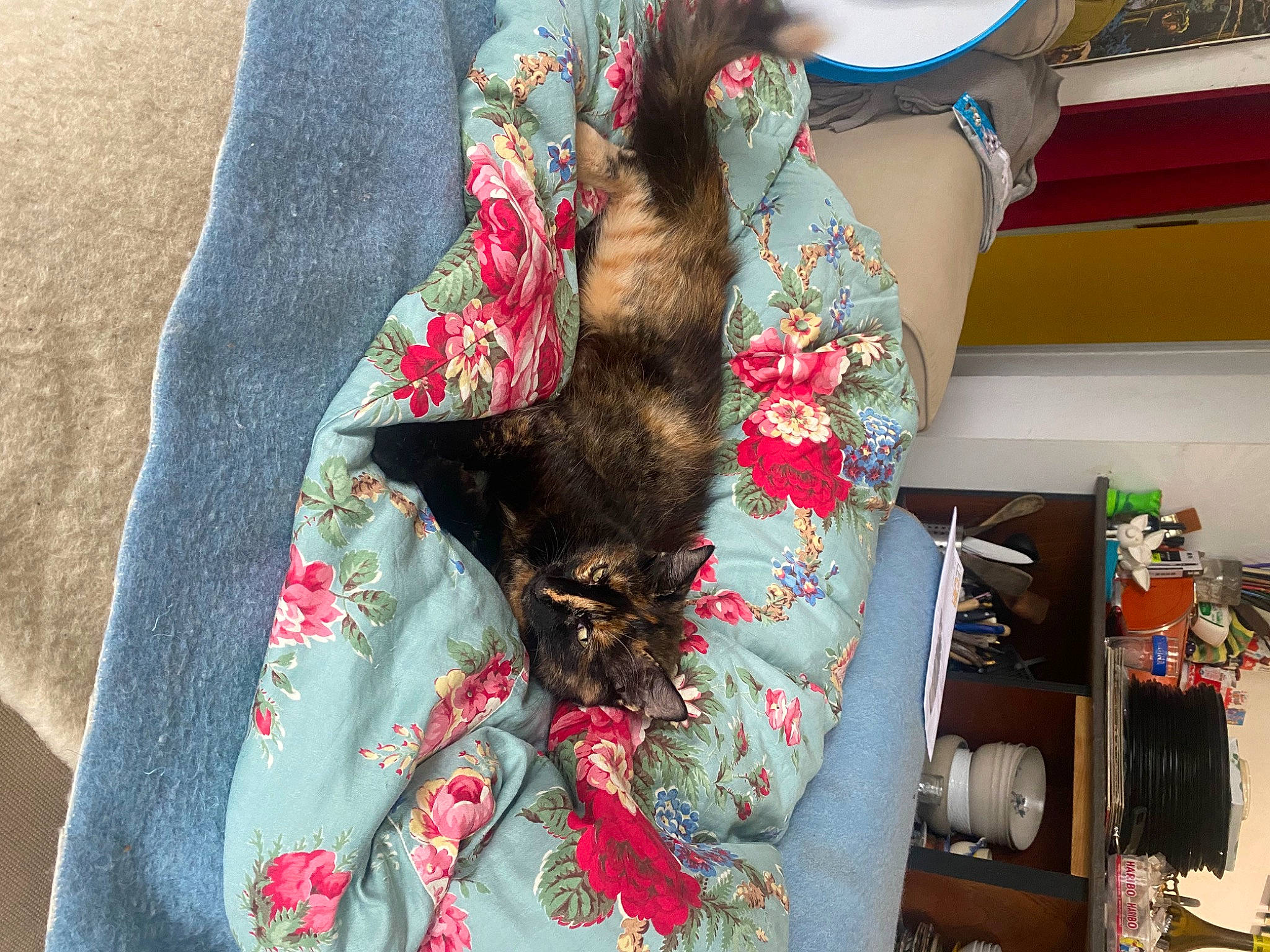 Pépita a rejoint le concours — aidez-le/la à gagner de superbes lots ! carmine, carnivore, fashion_accessory, fashion_design, fawn, felidae, fur, linens, magenta, pattern, plaid, plant, scarf, sleeve, small_to_medium_sized_cats, tartan, textile, visual_arts, window