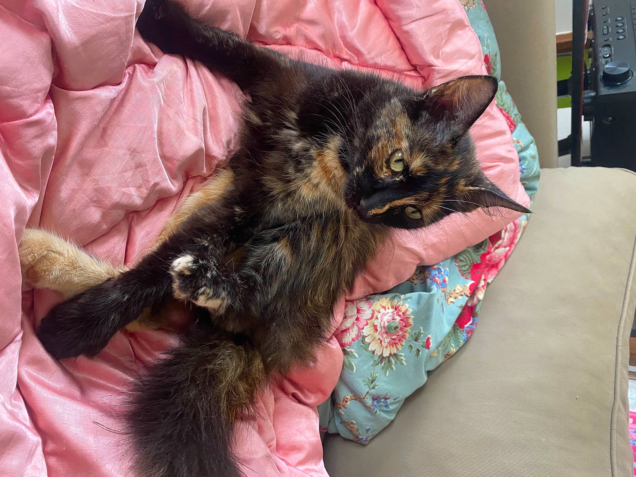 Pépita participe au concours pour gagner de l'argent avec cette photo : bed, black_cat, bombay, carnivore, cat, claw, comfort, domestic_short_haired_cat, felidae, fur, lap, nap, paw, sitting, small_to_medium_sized_cats, tail, textile, tin_can, whiskers