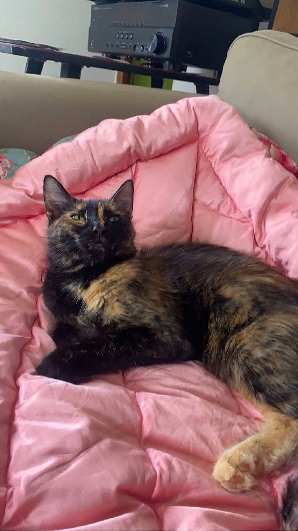 Pépita a rejoint le concours — aidez-le/la à gagner de superbes lots ! bed, black_cat, carnivore, cat, comfort, couch, domestic_short_haired_cat, felidae, fur, furniture, linens, living_room, mammal, nap, picture_frame, room, sleeper_chair, small_to_medium_sized_cats, vertebrate, whiskers