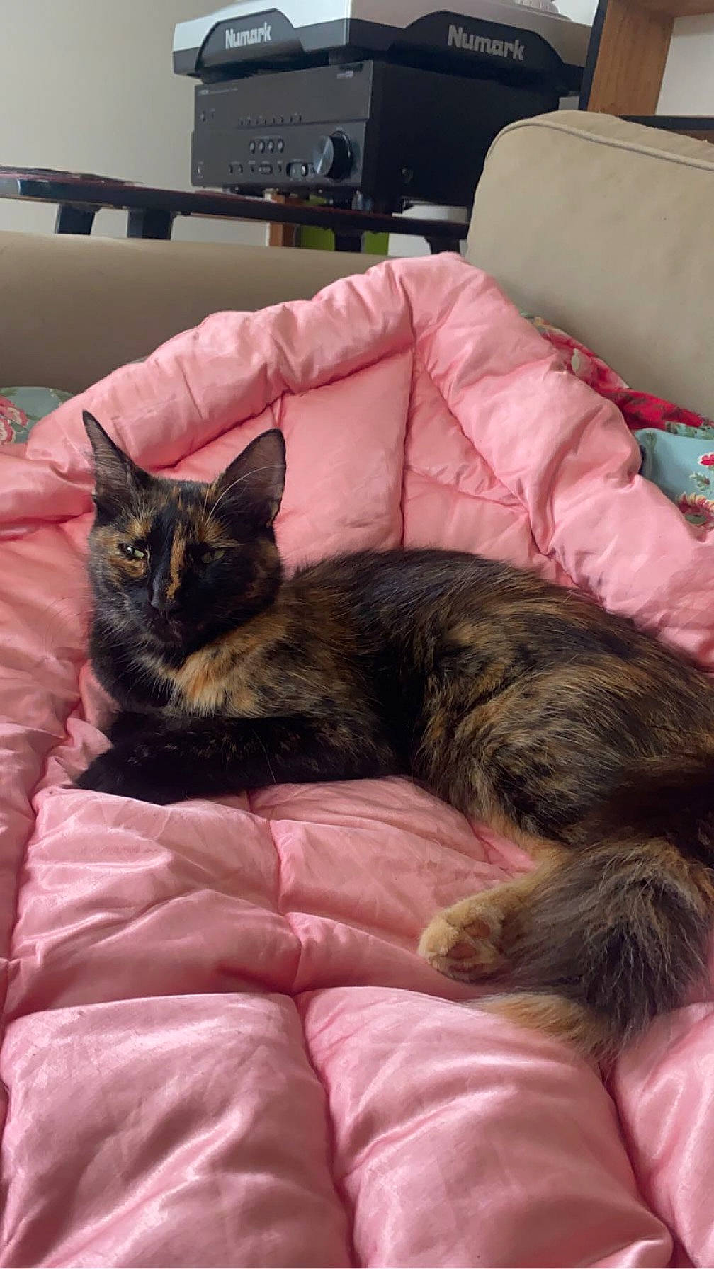 Pépita participe au concours pour gagner de l'argent avec cette photo : bed, carnivore, cat, claw, comfort, couch, domestic_short_haired_cat, felidae, fur, lap, linens, living_room, nap, room, sitting, small_to_medium_sized_cats, sofa_bed, tail, terrestrial_animal, whiskers