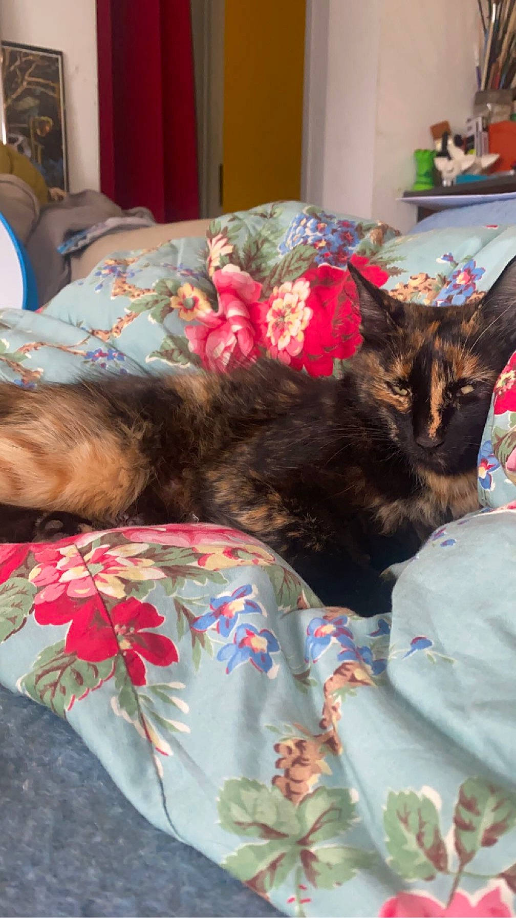 Pépita a rejoint le concours — aidez-le/la à gagner de superbes lots ! bag, bed, bed_sheet, bedding, bedroom, carnivore, cat, comfort, couch, domestic_short_haired_cat, duvet, felidae, fur, linens, nap, pattern, room, small_to_medium_sized_cats, tree, whiskers