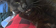 Buddy is registered to the contest to win money with this photo: black_cat, cat, close_up, indoor, blurry, red_and_black_checkered, fabric, paw, cluttered_background, soda_can, laundry_basket, feline, pet, whiskers, fur, relaxed, mouth_open, indoor_lighting, household_items, resting
