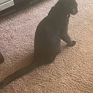 Buddy joined the competition — help win amazing prizes! black_cat, cat, pet, animal, indoor, carpet, furniture, electronics, media_console, curious, sitting, side_view, domestic_cat, feline, household, home, soft_lighting, brown_carpet, relaxed, looking_away