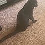 black_cat, cat, pet, animal, indoor, carpet, furniture, electronics, media_console, curious, sitting, side_view, domestic_cat, feline, household, home, soft_lighting, brown_carpet, relaxed, looking_away