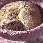 Pinky is registered to the contest to win money with this photo: cat, feline, pet, sleeping, curled_up, purple, cat_bed, fur, cozy, resting, indoor, animal, cute, soft, relaxed, close_up, whiskers, nap, cuddle, comfort