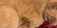 Pinky joined the competition — help win amazing prizes! cat, orange_tabby, feline, pet, animal, fur, whiskers, bedroom, blanket, checkered_pattern, red, black, pillow, indoor, cozy, resting, domestic, tail, paw, soft