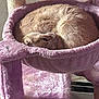 Pinky is registered to the contest to win money with this photo: cat, cat_tree, purple, plush, cozy, sleeping, curled_up, indoor, pet, feline, fur, resting, sunlight, home, cute, animal, comfort, relaxation, eye_open, closeup