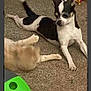 Moomoo joined the competition — help win amazing prizes! animal, black_and_white, blur, carpet, cat, cute, dog, ears, floor, furniture, home, indoor, orange_cat, paw, pet, playful, relaxed, stretching, tail, toy