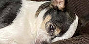 Moomoo is registered to the contest to win money with this photo: dog, pet, couch, resting, sleeping, brown, white, black, indoor, fur, snuggling, closeup, cozy, animal, companion, relaxing, ears, texture, home, comfort