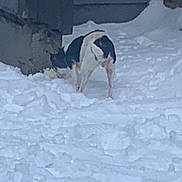 Moomoo is registered to the contest to win money with this photo: dog, snow, outdoor, concrete_wall, footprints, black_and_white, animal, winter, cold, canine, walking, back_view, ground, snowy, daytime, nature, fur, pet, exploring, environment