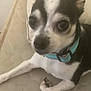 Moomoo joined the competition — help win amazing prizes! dog, small_dog, black_and_white, collar, pet, mattress, indoor, resting, close_up, animal, cute, fur, ears, face, paw, laying_down, canine, domestic_animal, sleepy, companion