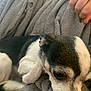 Moomoo is registered to the contest to win money with this photo: dog, puppy, blanket, resting, closeup, black_and_white, fur, pet, snuggling, cozy, indoor, hand, cute, small_dog, sleepy, animal, domestic_animal, companion, comfort, relaxation