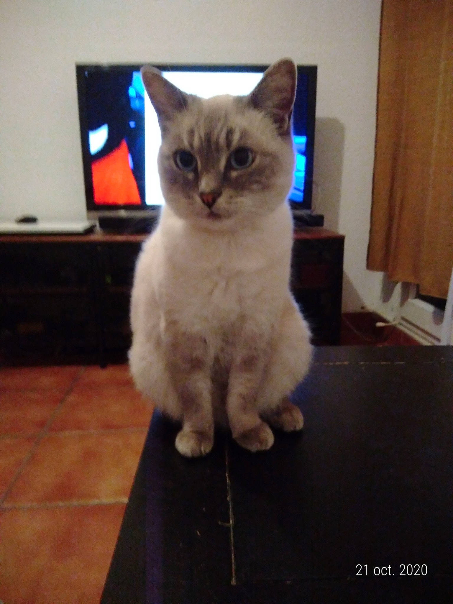 Dewey a rejoint le concours — aidez-le/la à gagner de superbes lots ! asian, balinese, burmilla, carnivore, cat, colorpoint_shorthair, domestic_short_haired_cat, fawn, felidae, german_rex, javanese, kitten, mammal, ojos_azules, ragdoll, small_to_medium_sized_cats, tonkinese, turkish_angora, vertebrate, whiskers