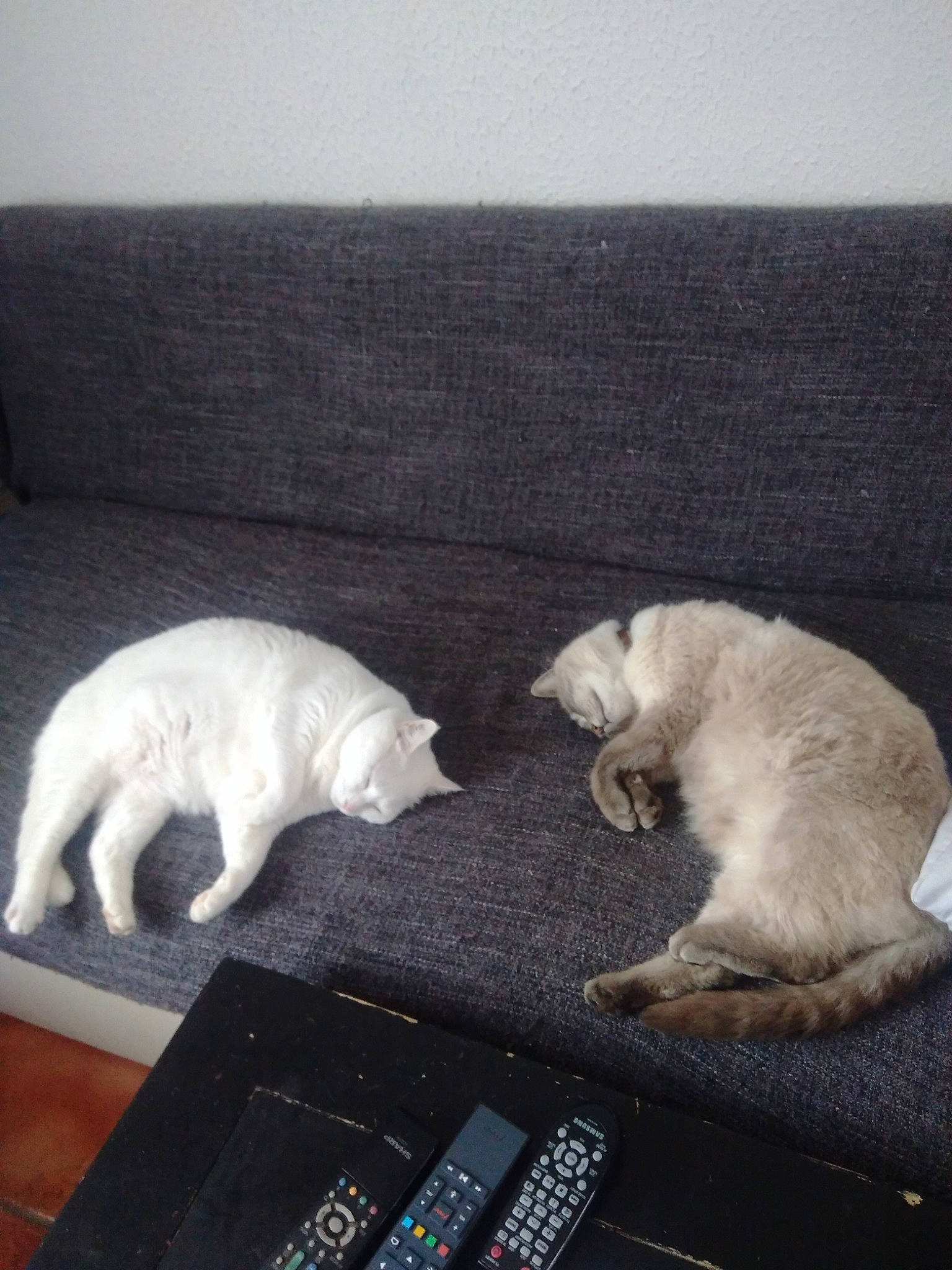 Dewey a rejoint le concours — aidez-le/la à gagner de superbes lots ! canidae, carnivore, cat, fawn, felidae, fur, kitten, nap, paw, small_to_medium_sized_cats, tail, turkish_angora