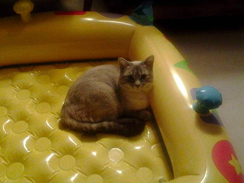 Dewey participe au concours pour gagner de l'argent avec cette photo : birman, british_shorthair, burmese, carnivore, cat, fawn, felidae, kitten, mammal, small_to_medium_sized_cats, tonkinese, whiskers