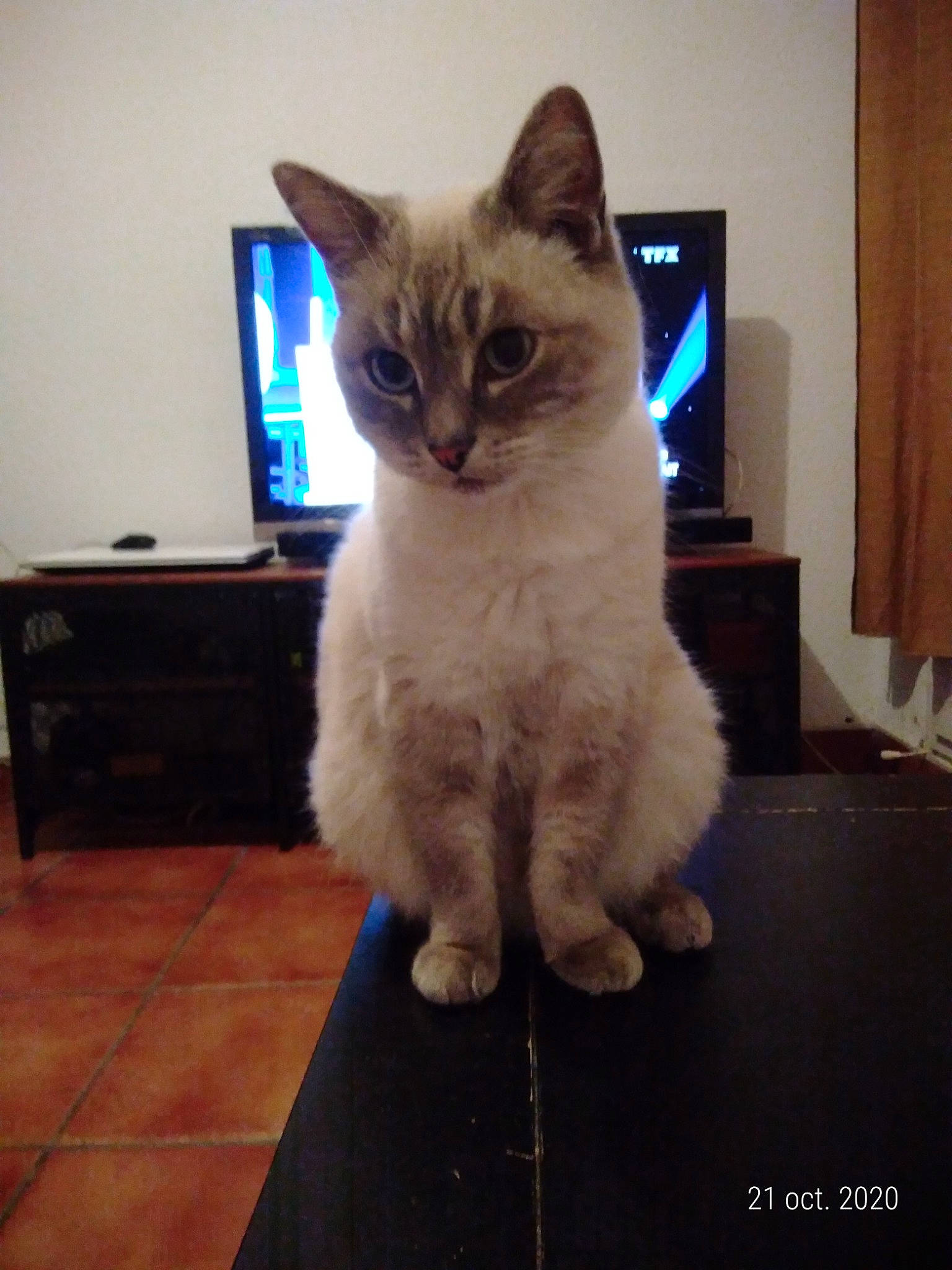 Dewey a rejoint le concours — aidez-le/la à gagner de superbes lots ! asian, balinese, birman, carnivore, cat, colorpoint_shorthair, fawn, felidae, himalayan, javanese, kitten, mammal, ojos_azules, ragdoll, siamese, small_to_medium_sized_cats, thai, tonkinese, vertebrate, whiskers