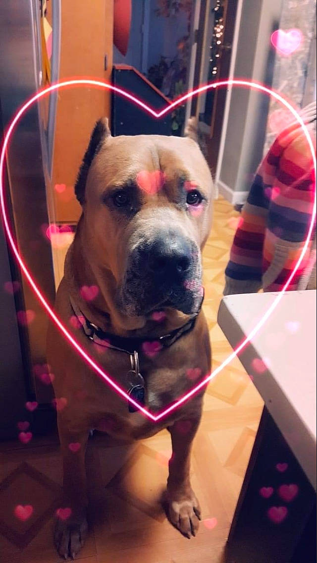 Gauge joined the competition — help win amazing prizes! canidae, carnivore, collar, companion_dog, dog, dog_breed, dog_collar, dog_supply, fawn, fur, guard_dog, leash, magenta, pet_supply, pink, sporting_group, whiskers, window, working_animal, working_dog